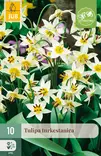 Tulppaani Turkestanica 10 kpl/pkt - Kukkasipulit - 8712438989544 - 1