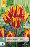 Tulppaani Wonder Club 7 kpl/pkt - Tulppaanit - 8712438509674 - 1
