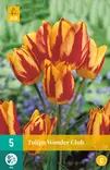 Tulppaani Wonder Club 7 kpl/pkt - Tulppaanit - 8712438509674 - 2