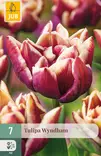 Tulppaani Wyndham 7 kpl/pkt - Tulppaanit - 8712438975004 - 1