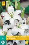 Värililja Asiatic White 2 kpl/pkt - Liljat - 8712438520754 - 2