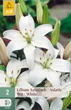 Värililja Asiatic White 2 kpl/pkt - Liljat - 8712438520754 - 1