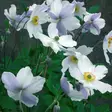 Vuokko Wild Swan - Perennat - 7034 - 1