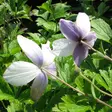 Vuokko Wild Swan - Perennat - 7034 - 2