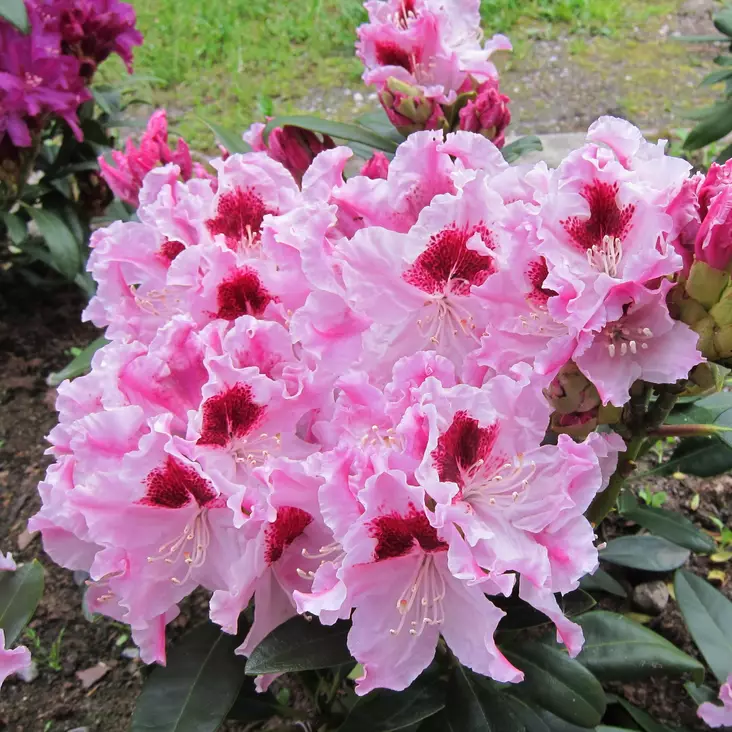 Alppiruusu Royal Butterfly - Alppiruusut ja atsaleat - 35204 - 1