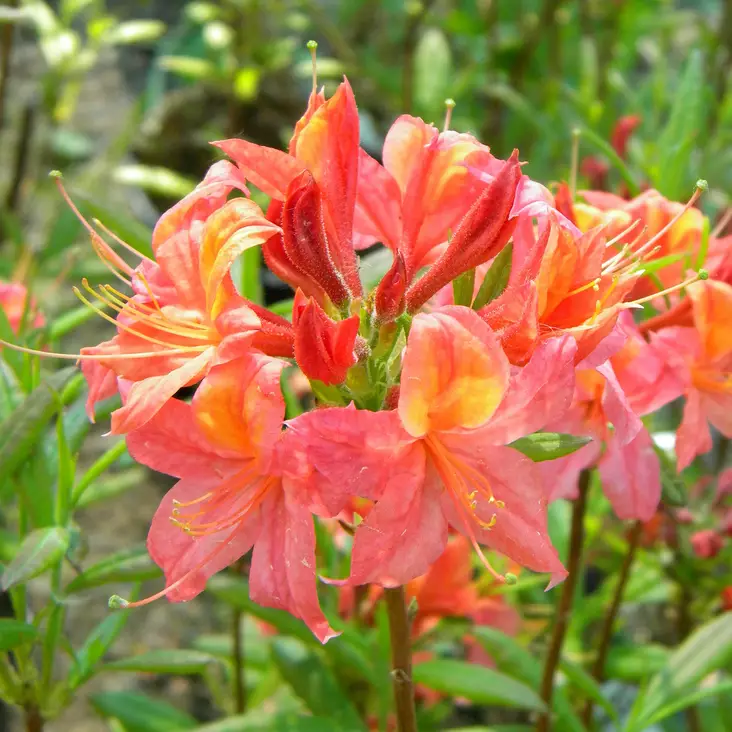 Gentinatsalea Aamurusko - Alppiruusut ja atsaleat - 3564 - 1