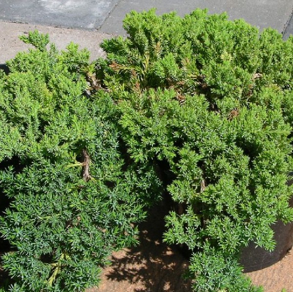 Harokataja Nana 30-40 - Havupuut - 6084 - 1