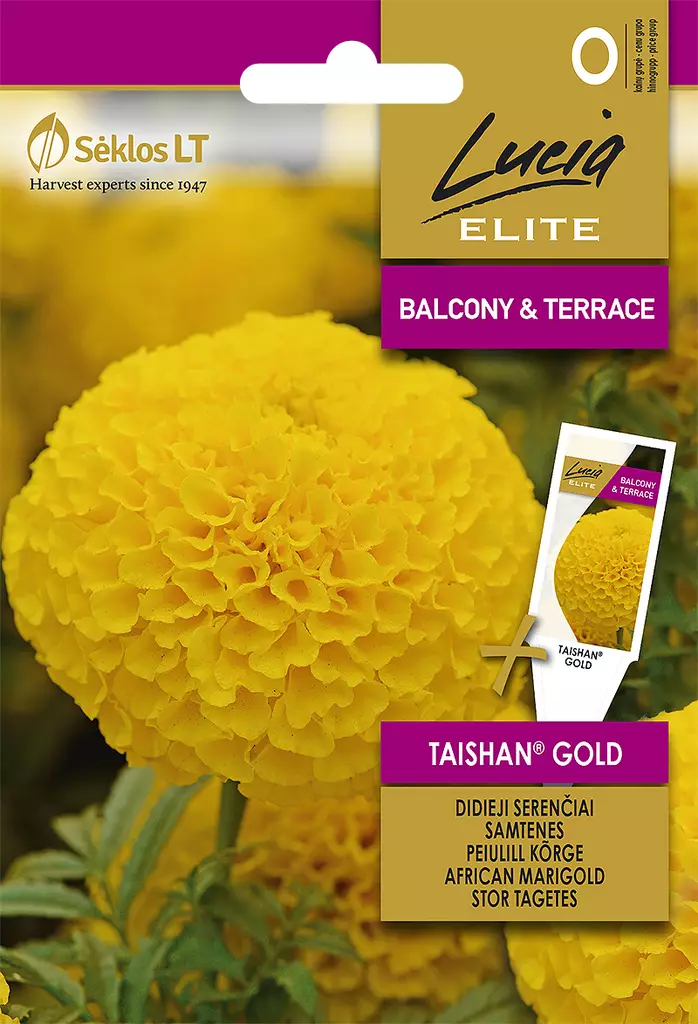 ISOSAMETTIKUKKA ELITE TAISHAN GOLD - Kukkien ja koristeheinien siemenet - 4770168913844 - 0