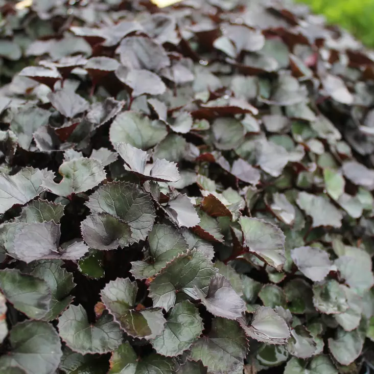 Kallionauhus Pandora - Perennat - 73104 - 1
