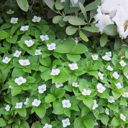 Kanadanruohokanukka - Perennat - 7144 - 1