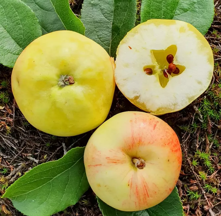 Kesäomena Jepuan Neito - Omenapuut - 1024 - 1