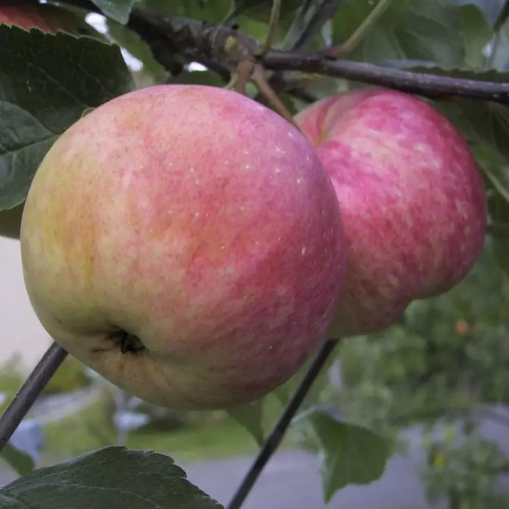 Kesäomena Siloposken Hunajainen - Omenapuut - 12514 - 1