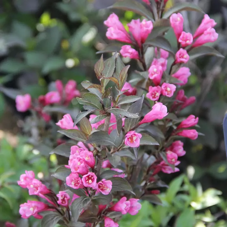 Komeakotakuusama Victoria - Koristepensaat - 47264 - 1