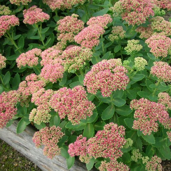 Komeamaksaruoho Herbstfreude - Perennat - 7534 - 1