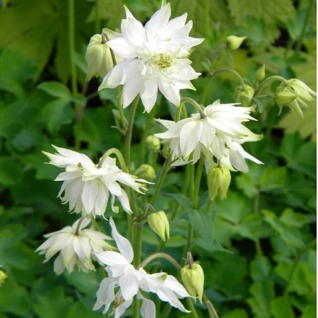 Lehtoakileija White Barlow - Perennat - 70444 - 1