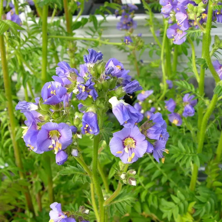 Lehtosinilatva - Perennat - 7434 - 1