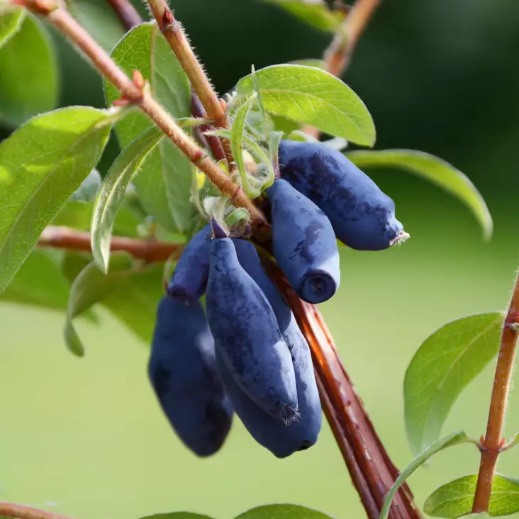 Makeasinikuusama Vostorg - Erikoismarjat ja hyötykasvit - 46654 - 1