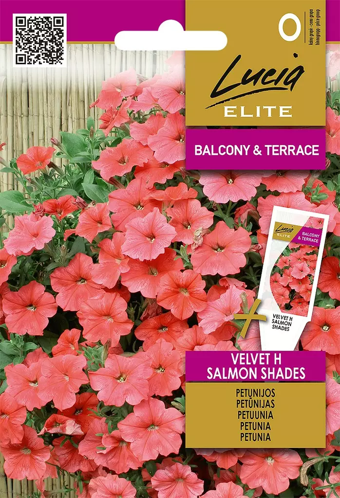 PETUNIA (SURFINIA) ELITE VELVET H SALMON - Kukkien ja koristeheinien siemenet - 4770168920514 - 0