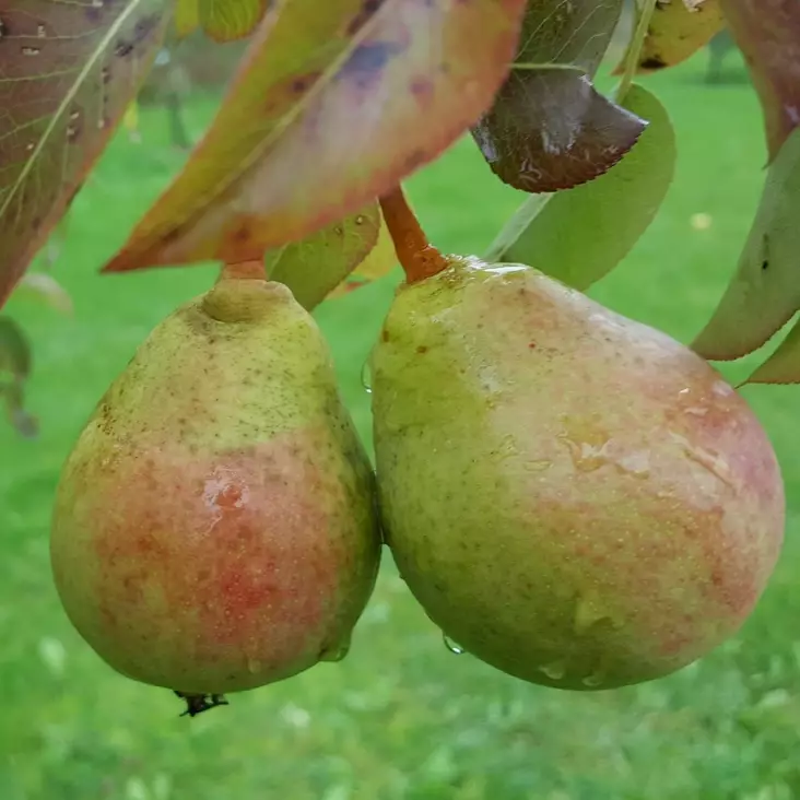 Päärynä Runoilijan Päärynä - Päärynäpuut - 13484 - 1