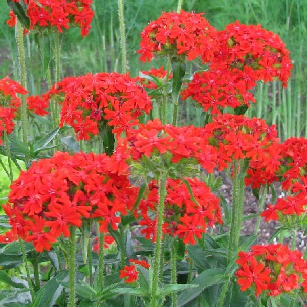 Palavarakkaus - Perennat - 7344 - 1