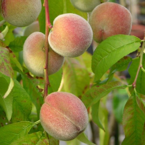 Persikka Riga - Hedelmäpuiden erikoislajikkeet - 14194 - 1