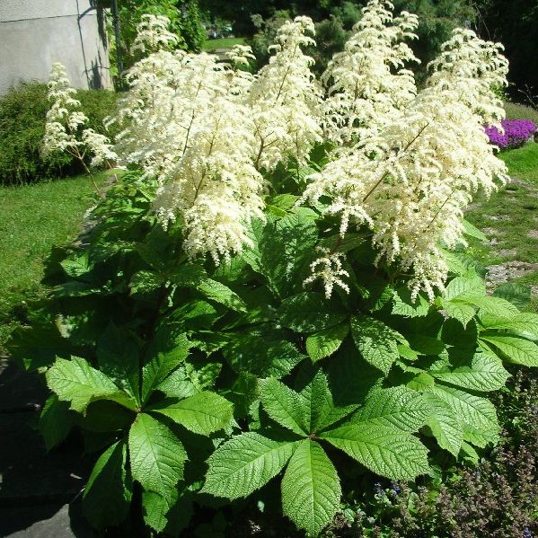 Sormivaleangervo - Perennat - 7484 - 1