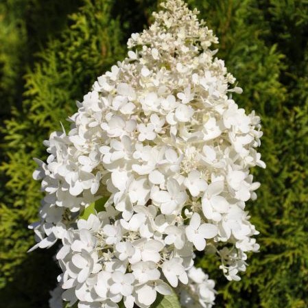 Syyshortensia Grandiflora -  - 4574 - 1