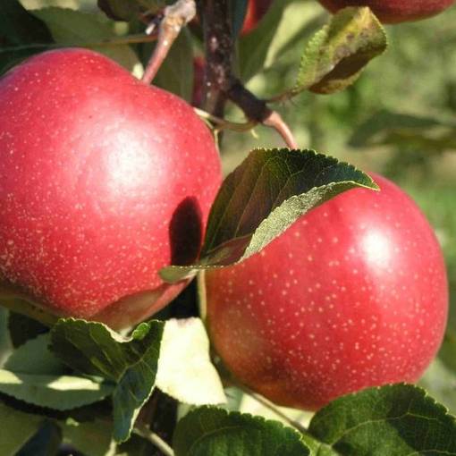 Syysomena Summer Red - Omenapuut - 1484 - 1