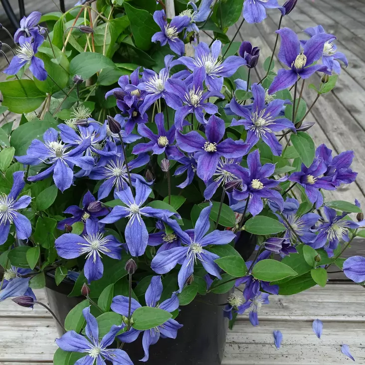 Tarhakellokärhö Arabella C2 - Köynnöskasvit - 5254 - 1