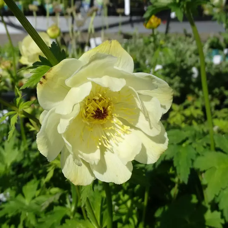 Tarhakullero New Moon - Perennat - 75624 - 1