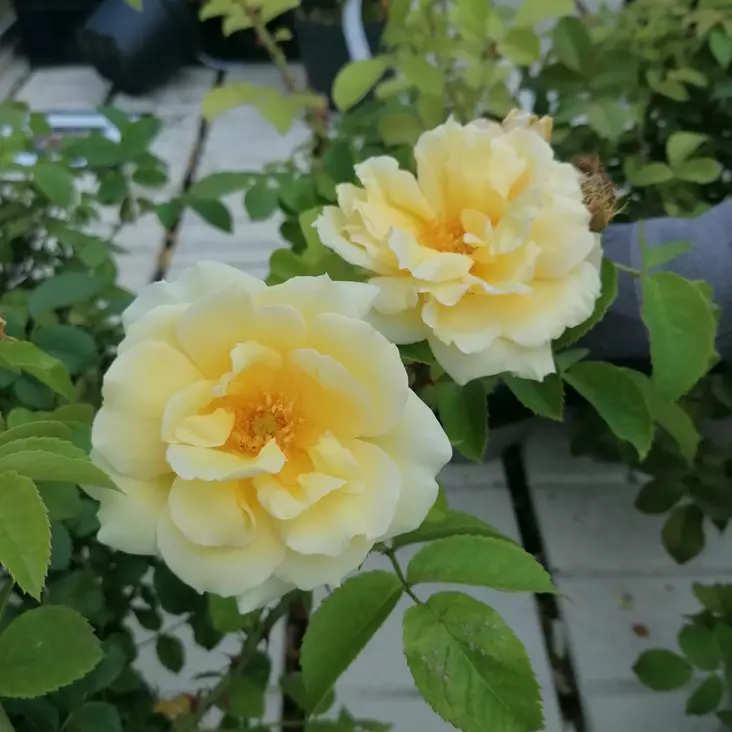 Tarhakurtturuusu Gelbe Dagmar Hastrup - Puistoruusut - 28014 - 1