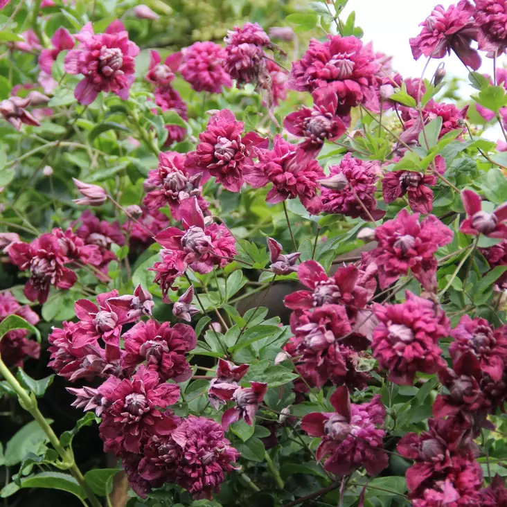 Tarhaviinikärhö Purpurea Plena Elegans - Köynnöskasvit - 5264 - 1