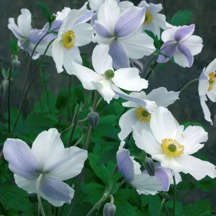 Vuokko Wild Swan - Perennat - 7034 - 1