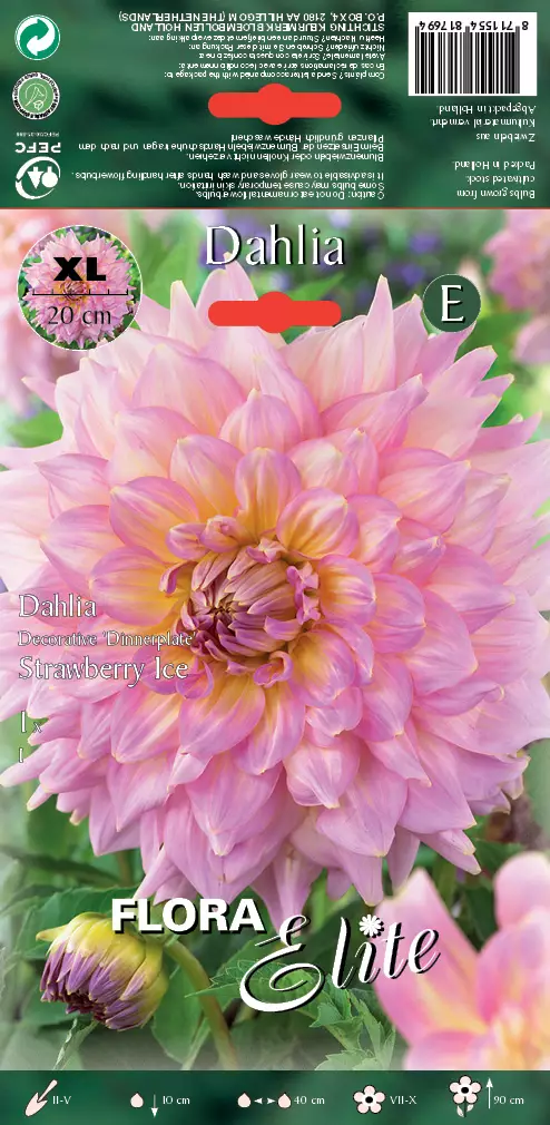 Daalia Strawberry Ice 1 kpl/pkt - Daaliat - 8711554817694 - 1