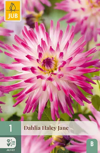 Daalia Hayley Jane 1 kpl/pkt - Daaliat - 8720873000854 - 1