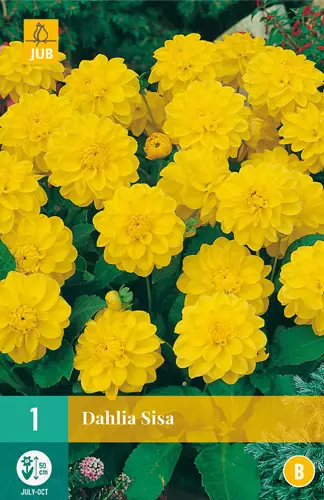 Daalia Sisa 1 kpl/pkt - Daaliat - 8712438613104 - 0