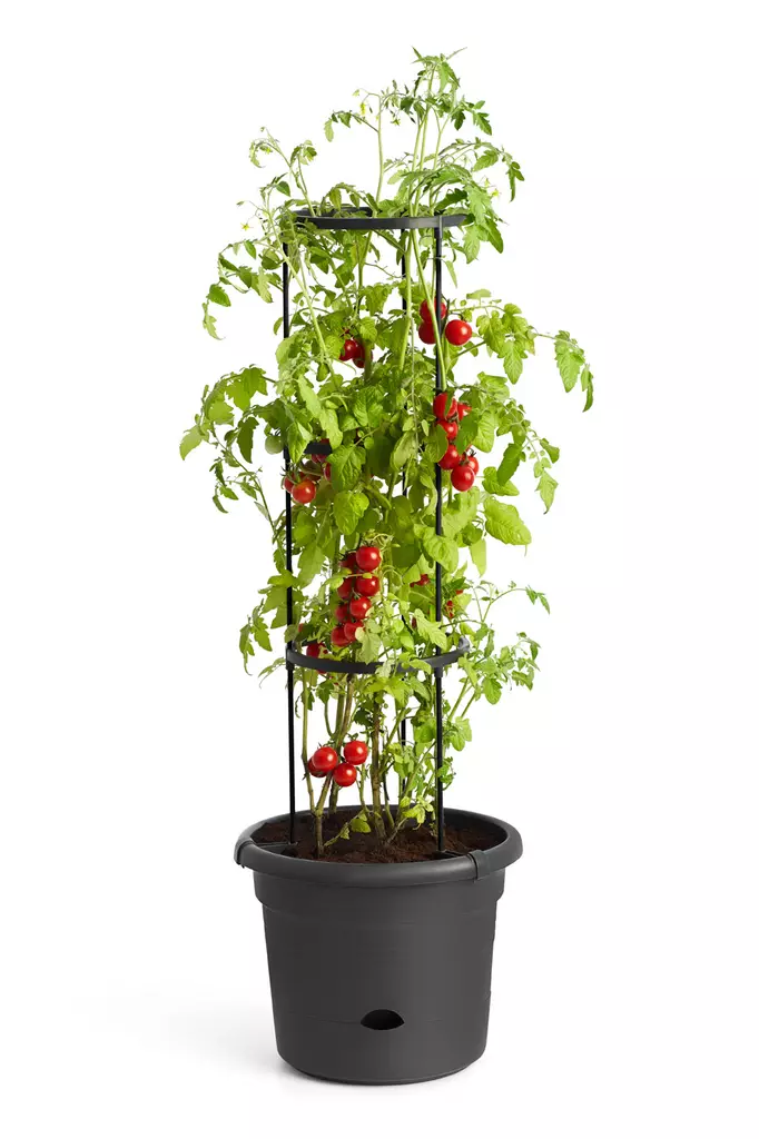 Elho tomaattiruukku Green Basics ø33 - Istutusruukut - 8711904331634 - 1