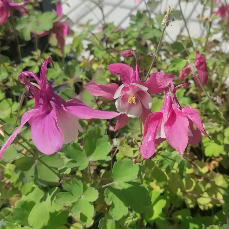 Jaloakileija Spring Magic Rose & White - Perennat - 70434 - 1