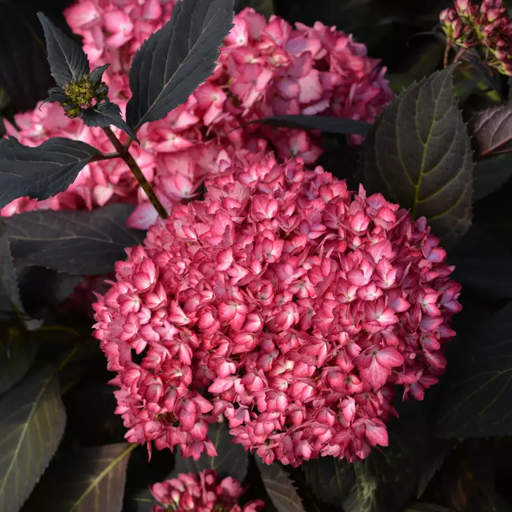 Jalohortensia Eclipse -  - 45924 - 1
