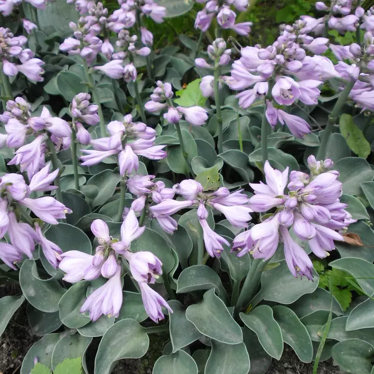 Jalokuunlilja Blue Mouse Ears - Perennat - 72604 - 1