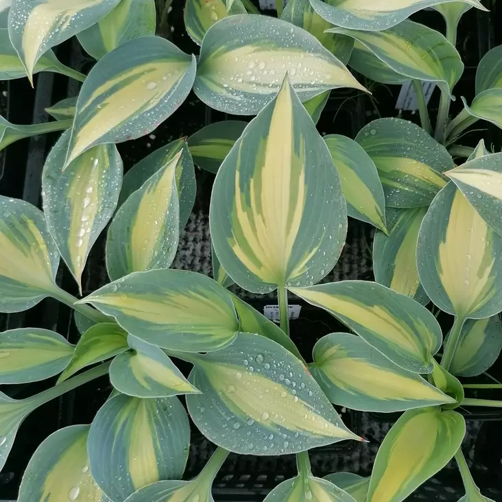 Jalokuunlilja Catherine - Perennat - 76314 - 1