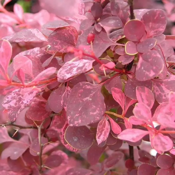 Japaninhappomarja Pink Queen - Koristepensaat - 45204 - 1