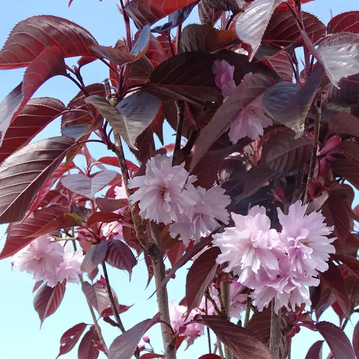 Japaninkirsikka Royal Burgundy rungolla - Koristepuut - 43604 - 1