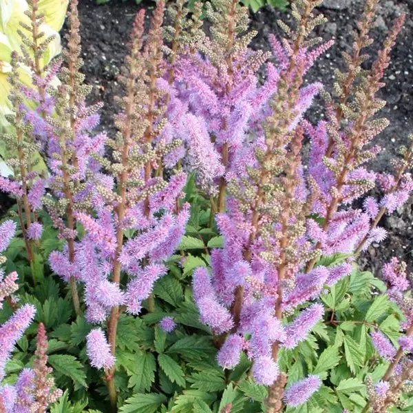 Kääpiöjaloangervo Pumila - Perennat - 7084 - 1