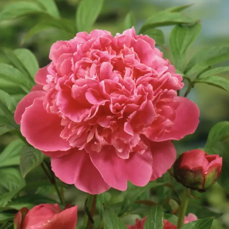 Kiinanpioni Pink Panther - Perennat - 74044 - 1