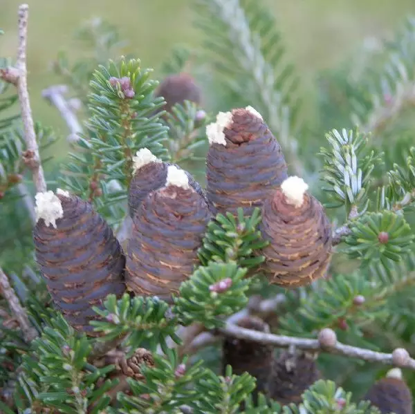 Koreanpihta 60-80 - Havupuut - 60104 - 1