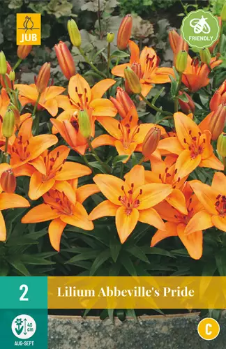 Lilja Abbesvilles Pride 2 kpl/pkt - Liljat - 8712438991714 - 3