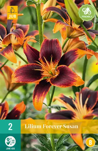 Lilja Forever Susan 2 kpl/pkt - Liljat - 8712438619014 - 3
