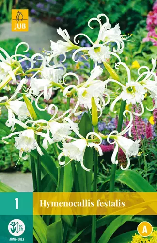 Lukinlilja 1 kpl/pkt - Muut kukkasipulit - 8712438625404 - 0