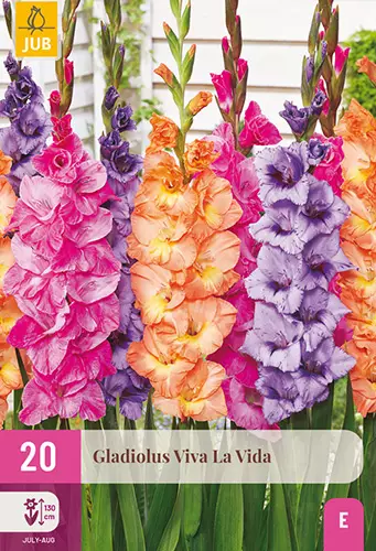 Miekkalilja Viva La Vida 20 kpl/pkt -  - 8712438986314 - 1